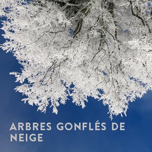 Comment camper en hiver avec les arbres eneigés - 2R Aventure