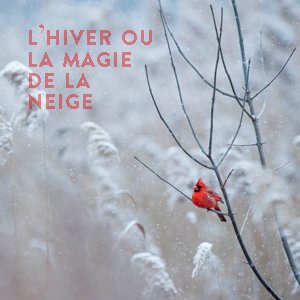 Camper en hiver, une aventure magique