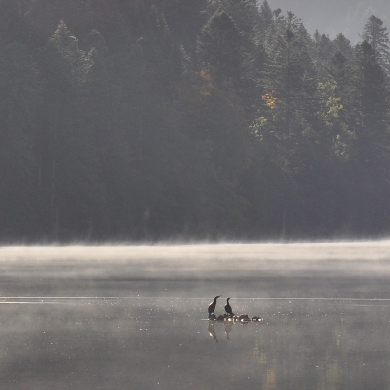 Cormorran à Gerardmer, lac de longemer