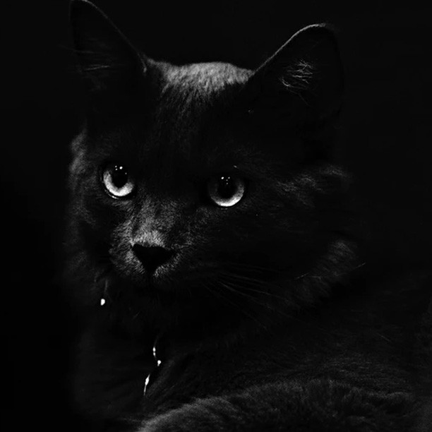 Visibilité la nuit à vélo - le chat