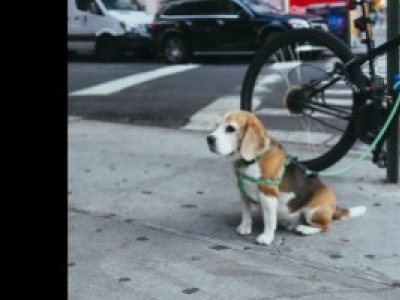 Comment faire du vélo avec un chien ? 